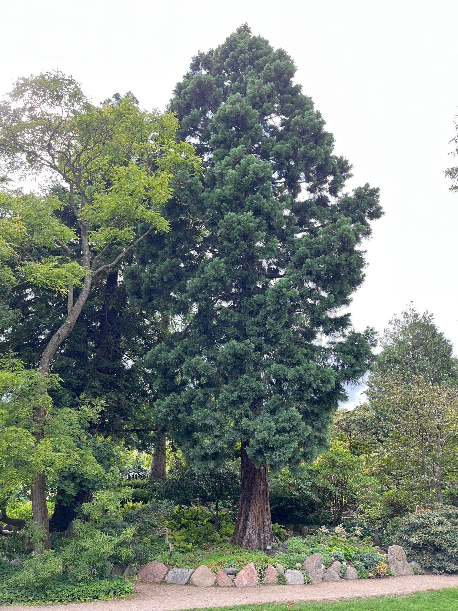 Gardening: Tree species with eye-catching bark highlight winter yards