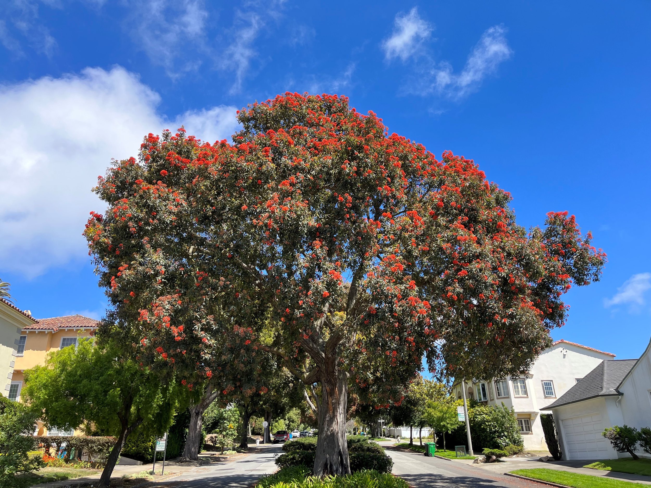 Red Flowering Gum Trees get some Attention! — San Francisco Trees