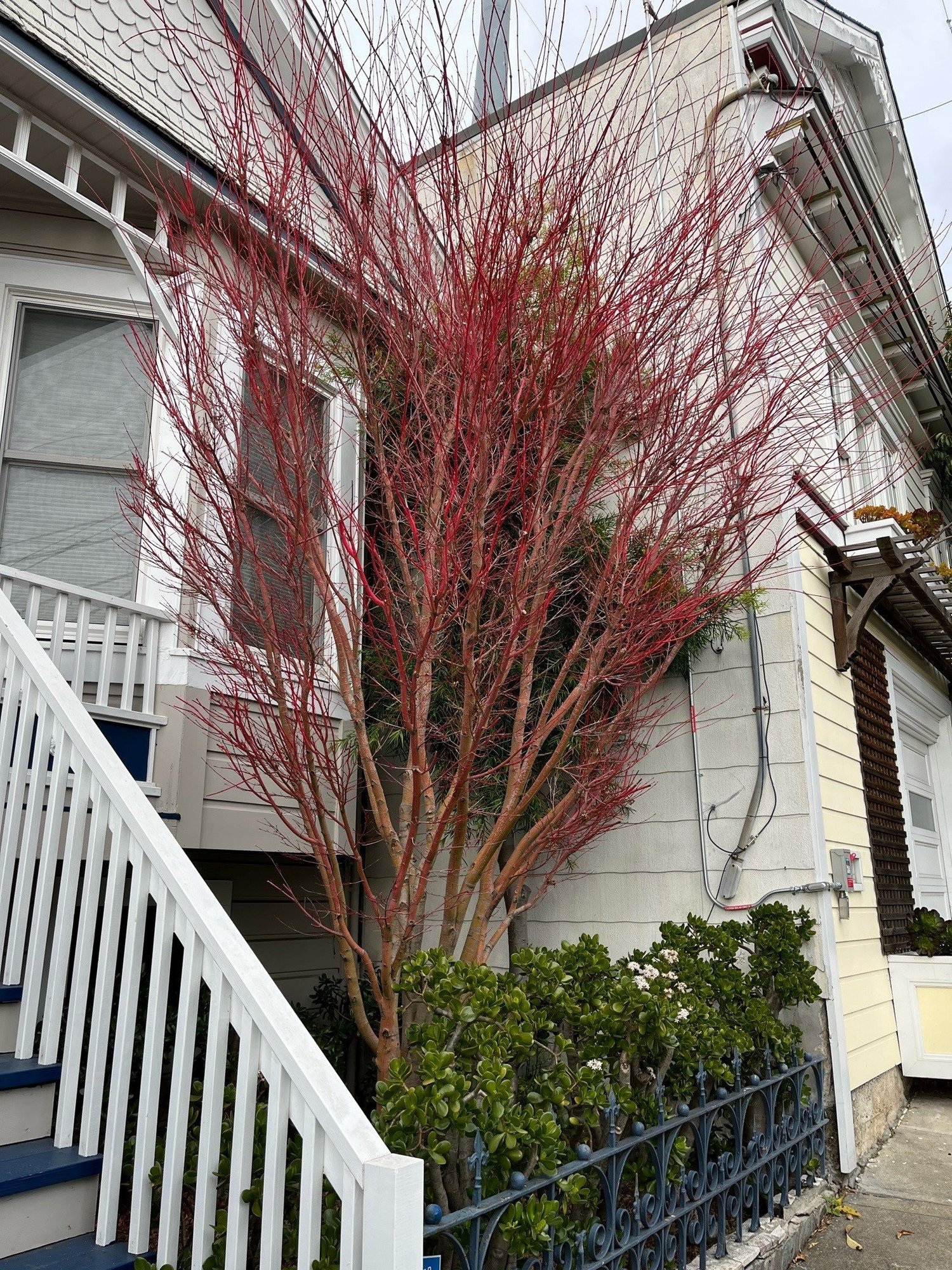 Bernal Heights (south) Tree Tour (1-29-23) — San Francisco Trees