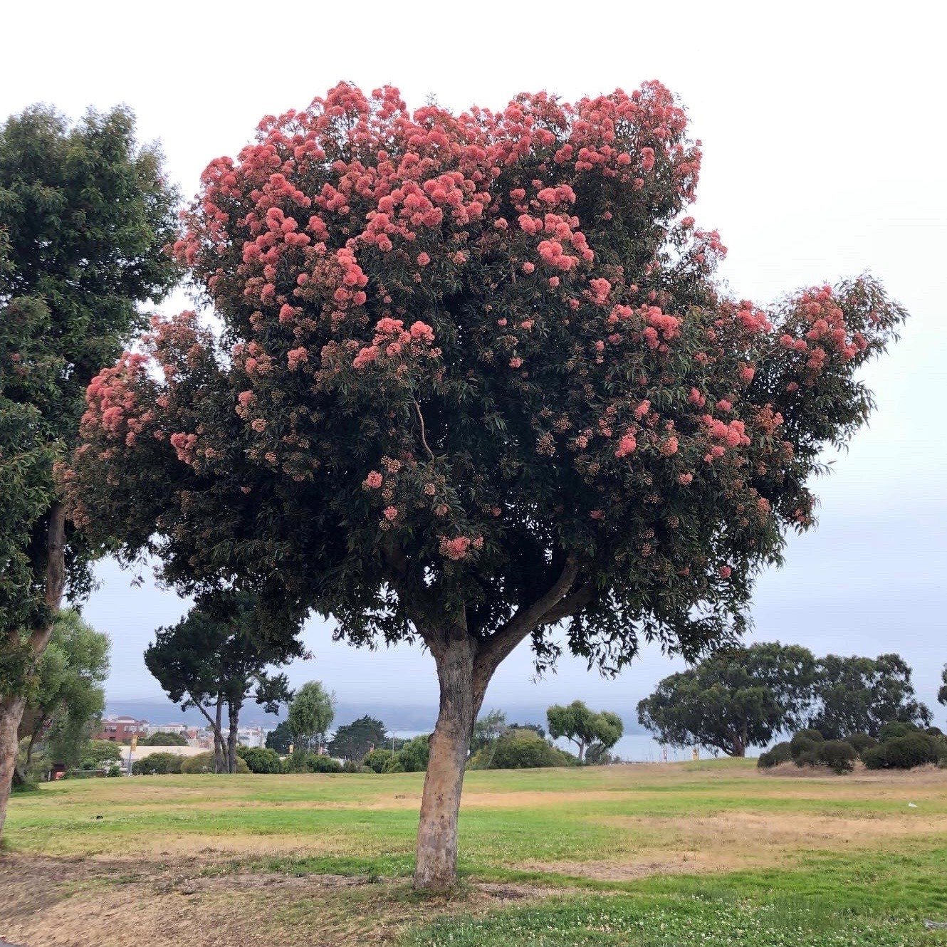 Red Flowering Gum Trees get some Attention! — San Francisco Trees