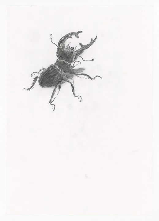 5-After-Durer-Beetle-web.jpg