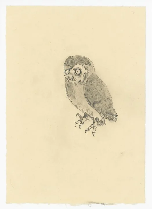 9-After-Durer-Owl-web.jpg