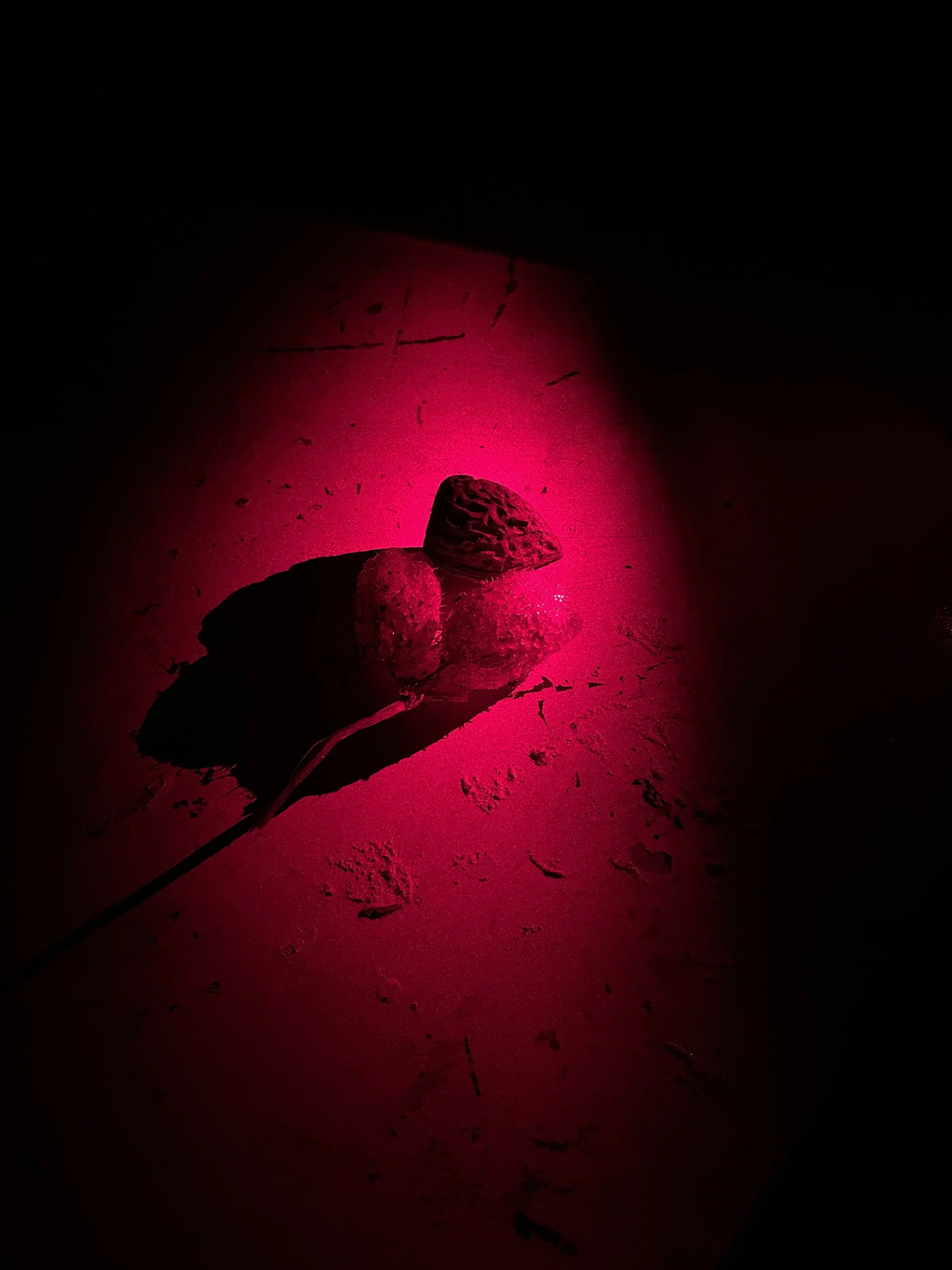 Seed pod and walnut laser 1.JPG