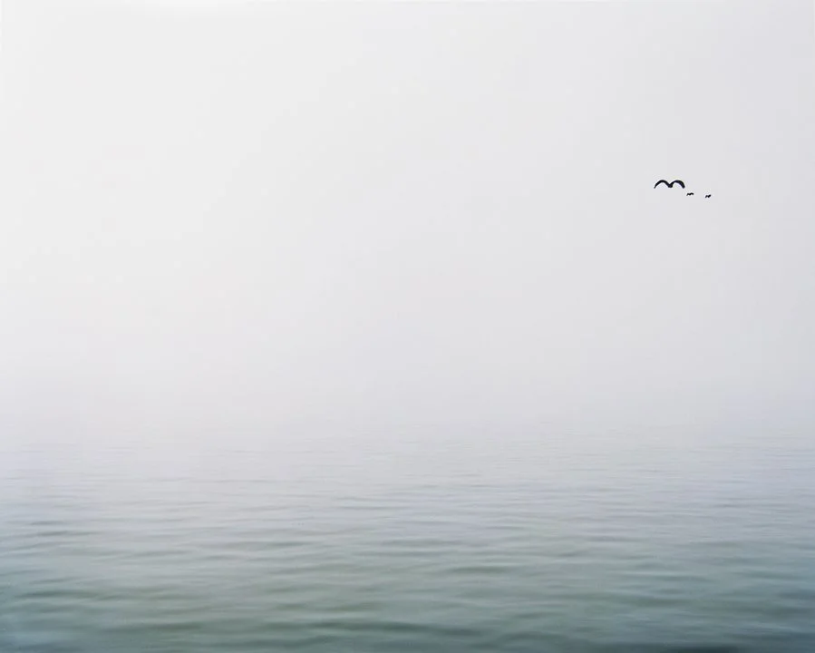 fog-with-birds.jpg