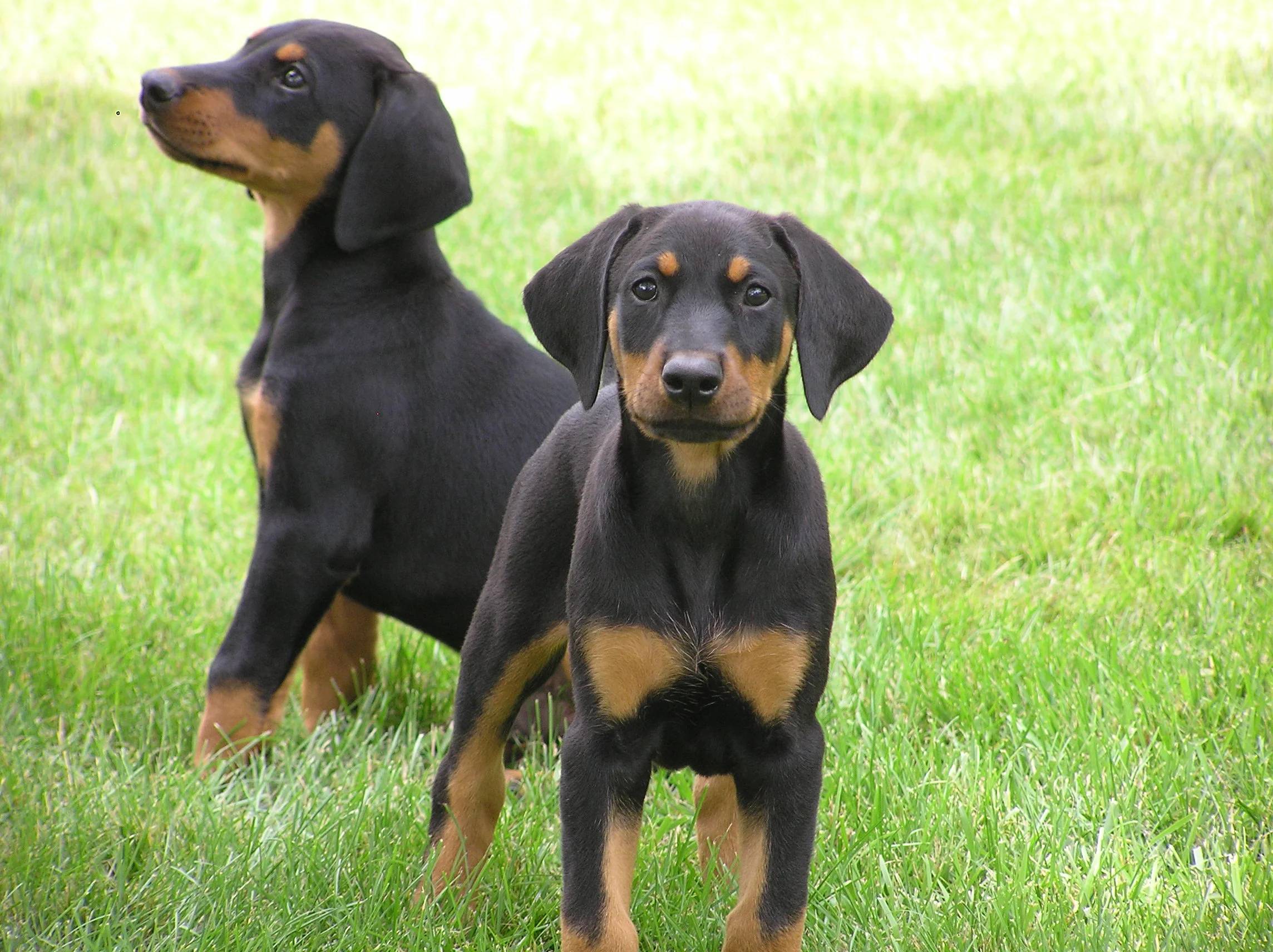 H litter-Dynasty 006.jpg