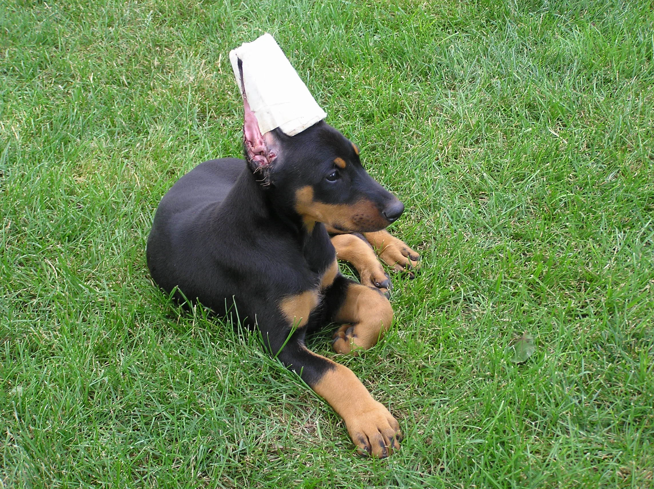 H litter-Dynasty 077.jpg