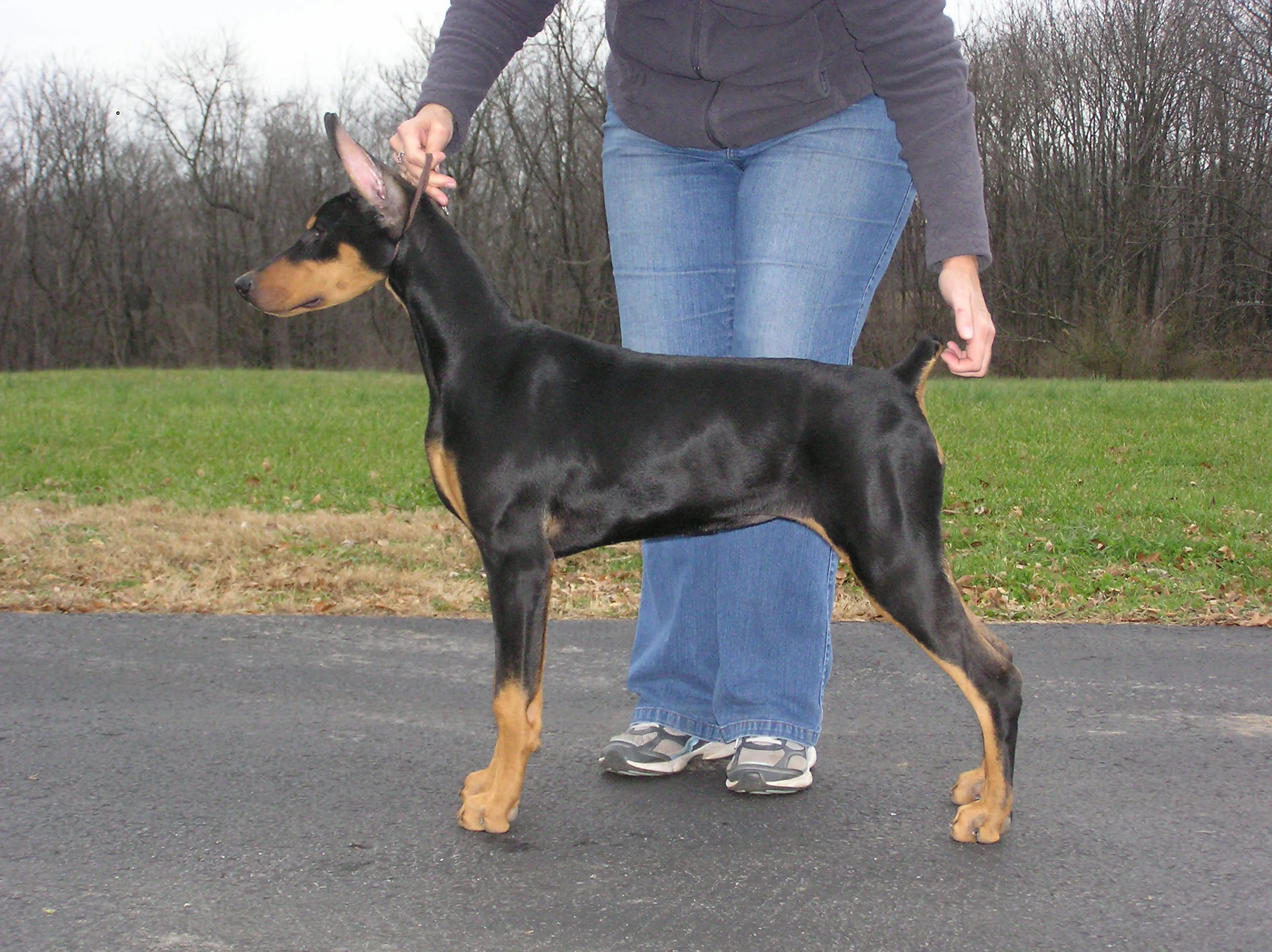 gemmi 1st litter 001.JPG