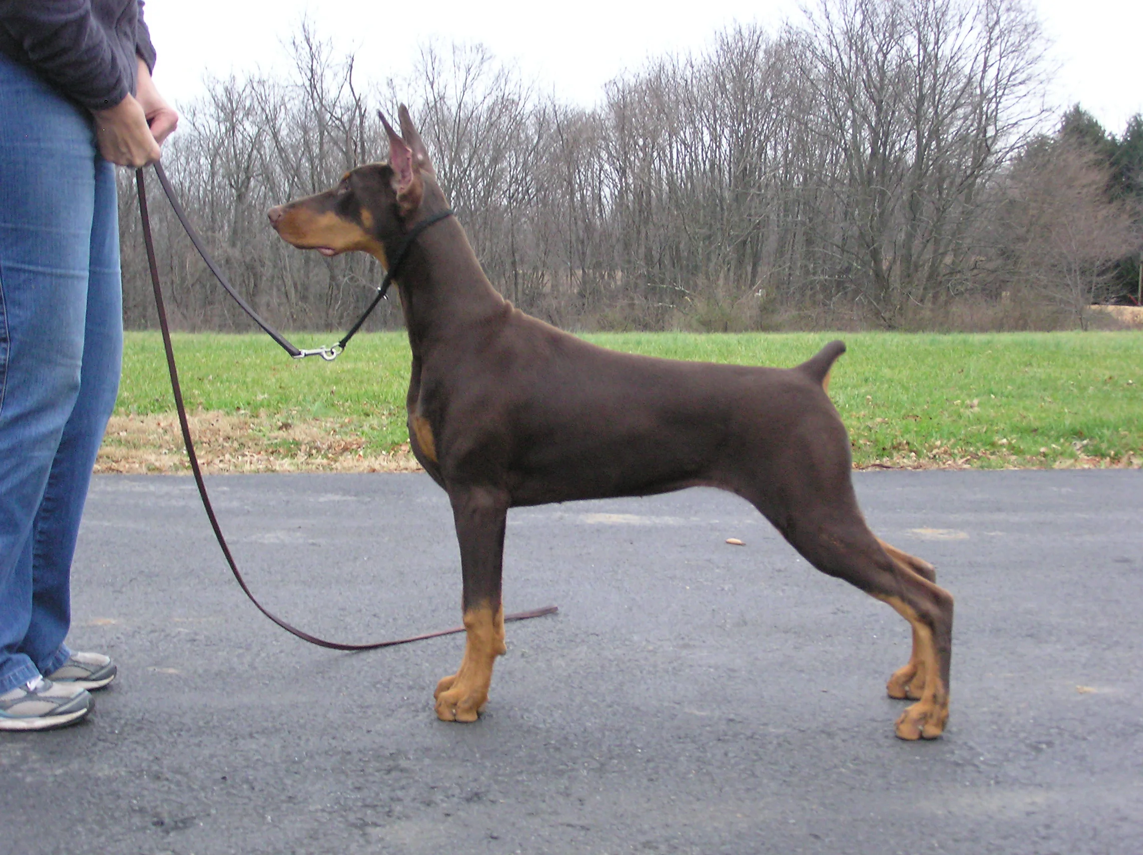 gemmi 1st litter 030.JPG