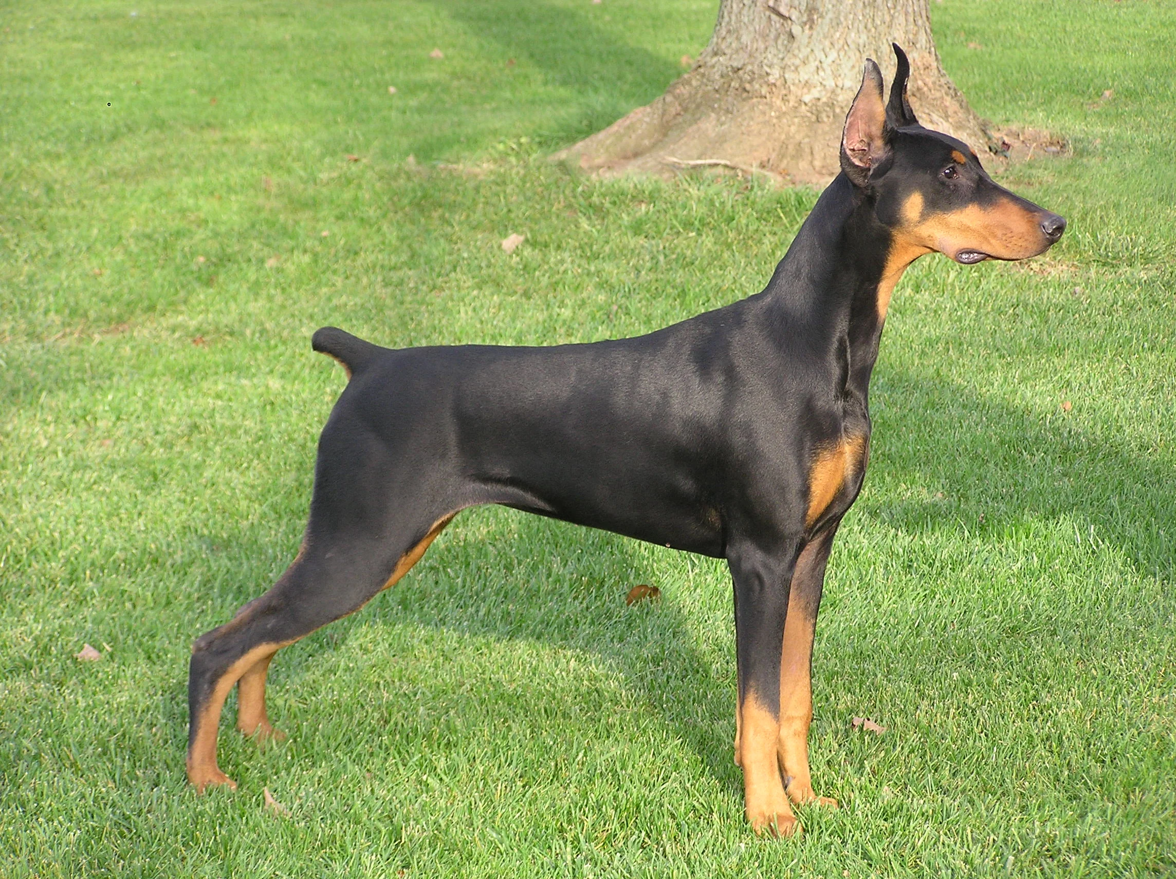 G litter-6 months 054.jpg