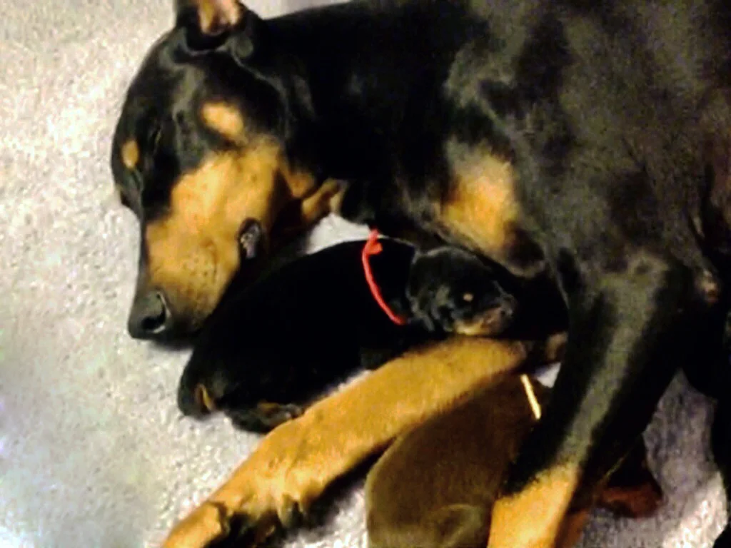Gemmi is such a good Mommy!