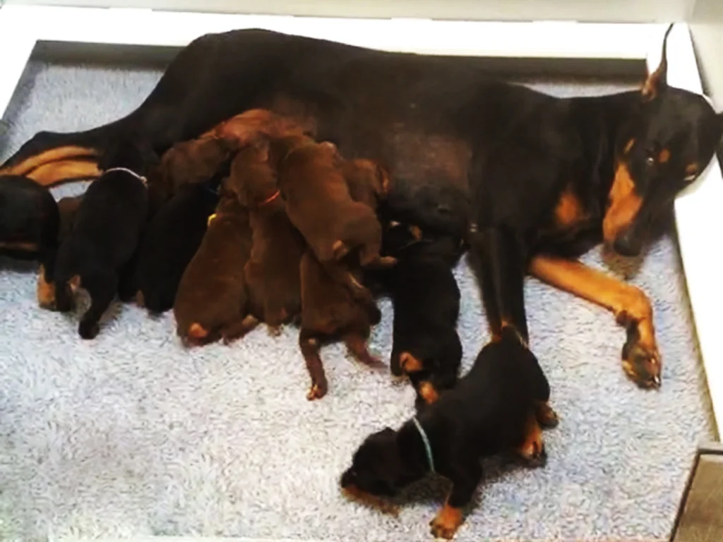 gemmi babies 7.JPG