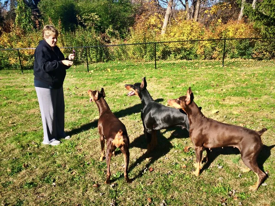 kelview dobermans