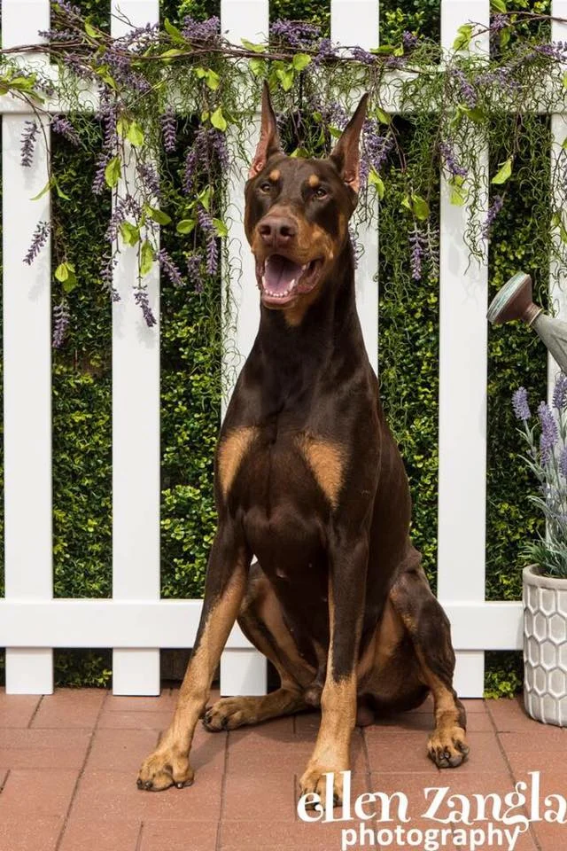 kelview dobermans