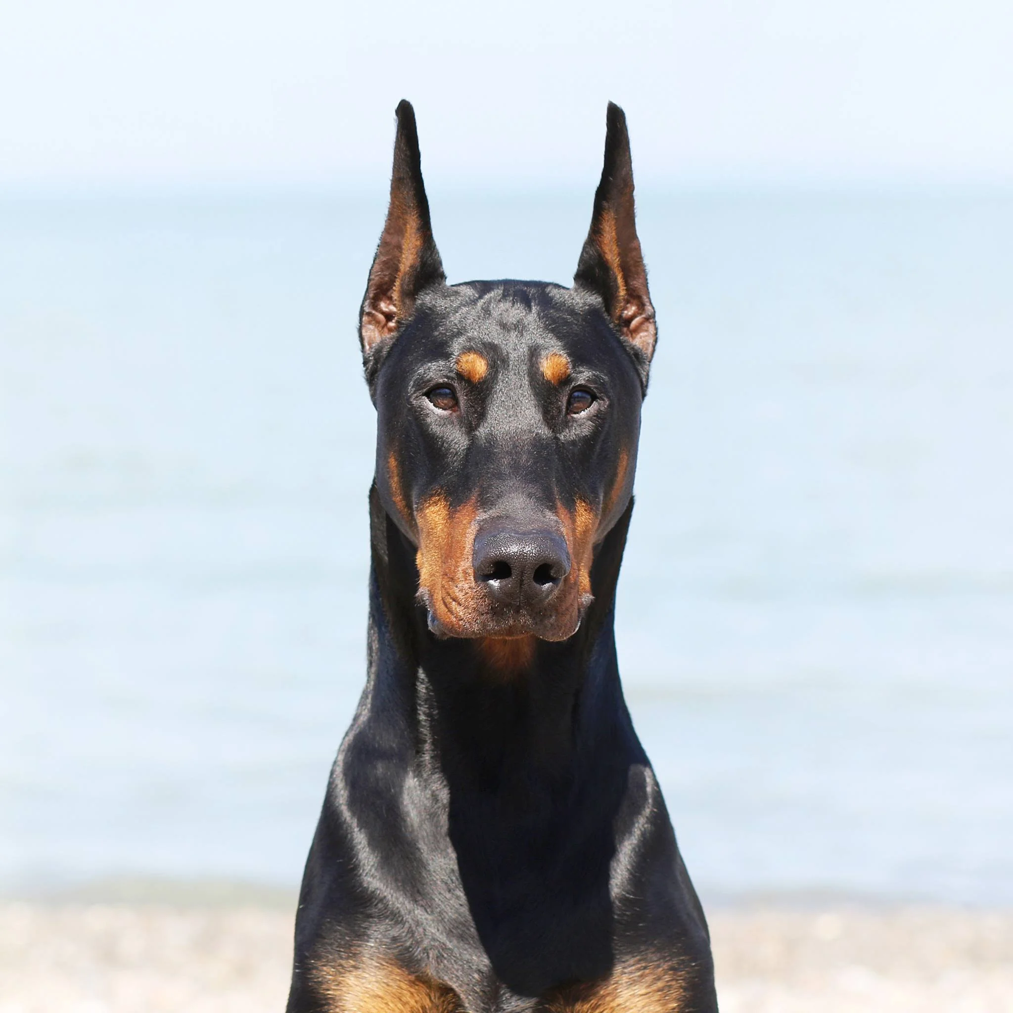 kelview dobermans