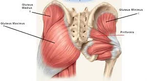 Experienced Lifters Don't Need Glute Activation