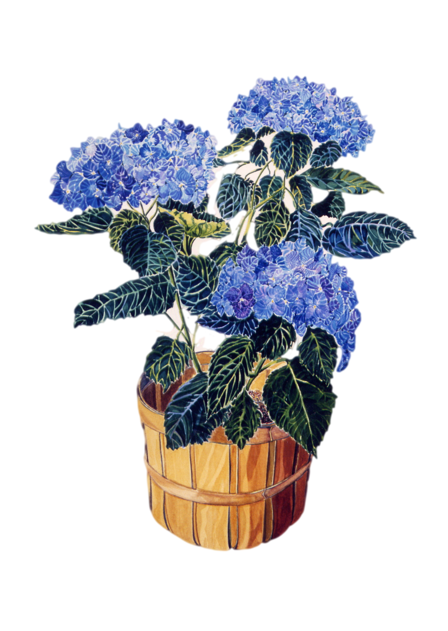 Blue Hydrangea