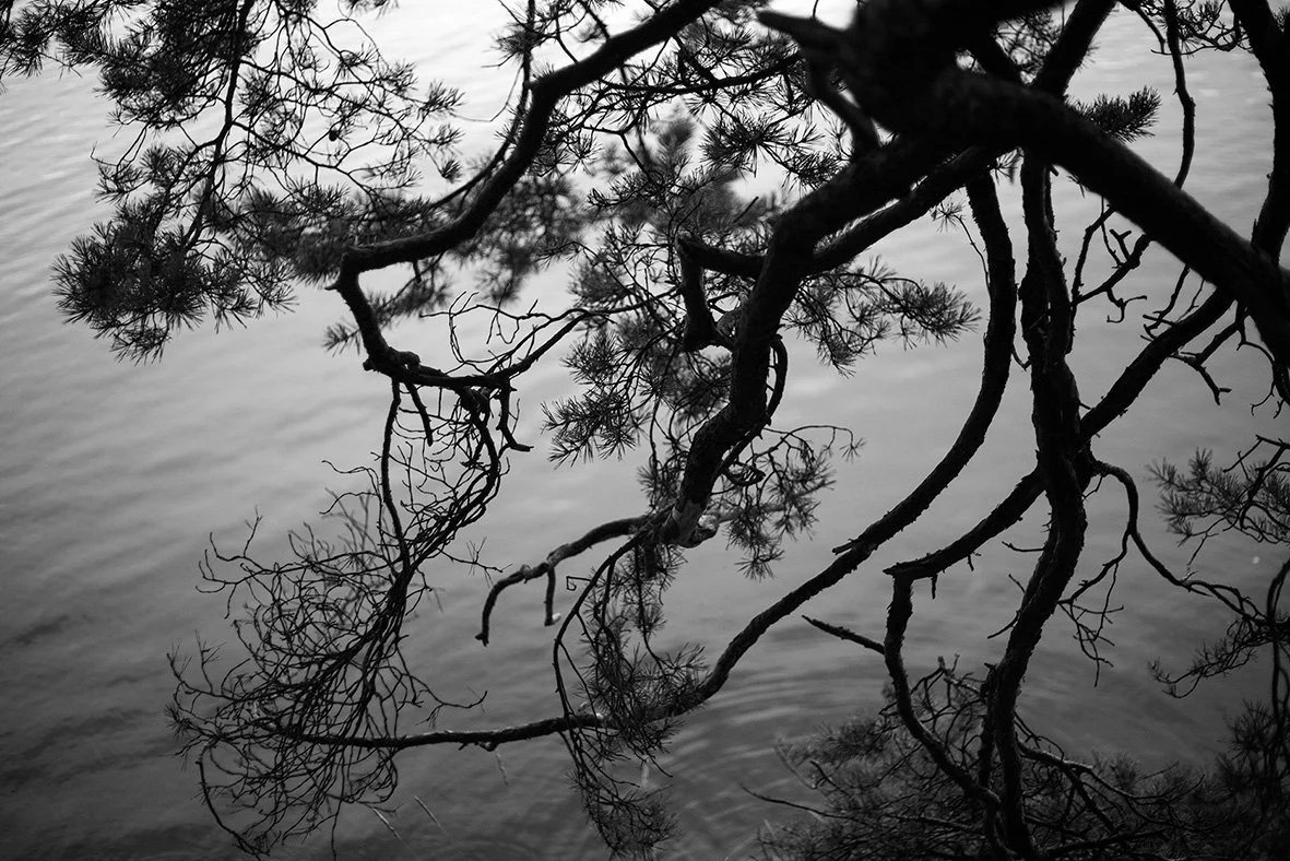 Hanne Larsen_branch.jpg