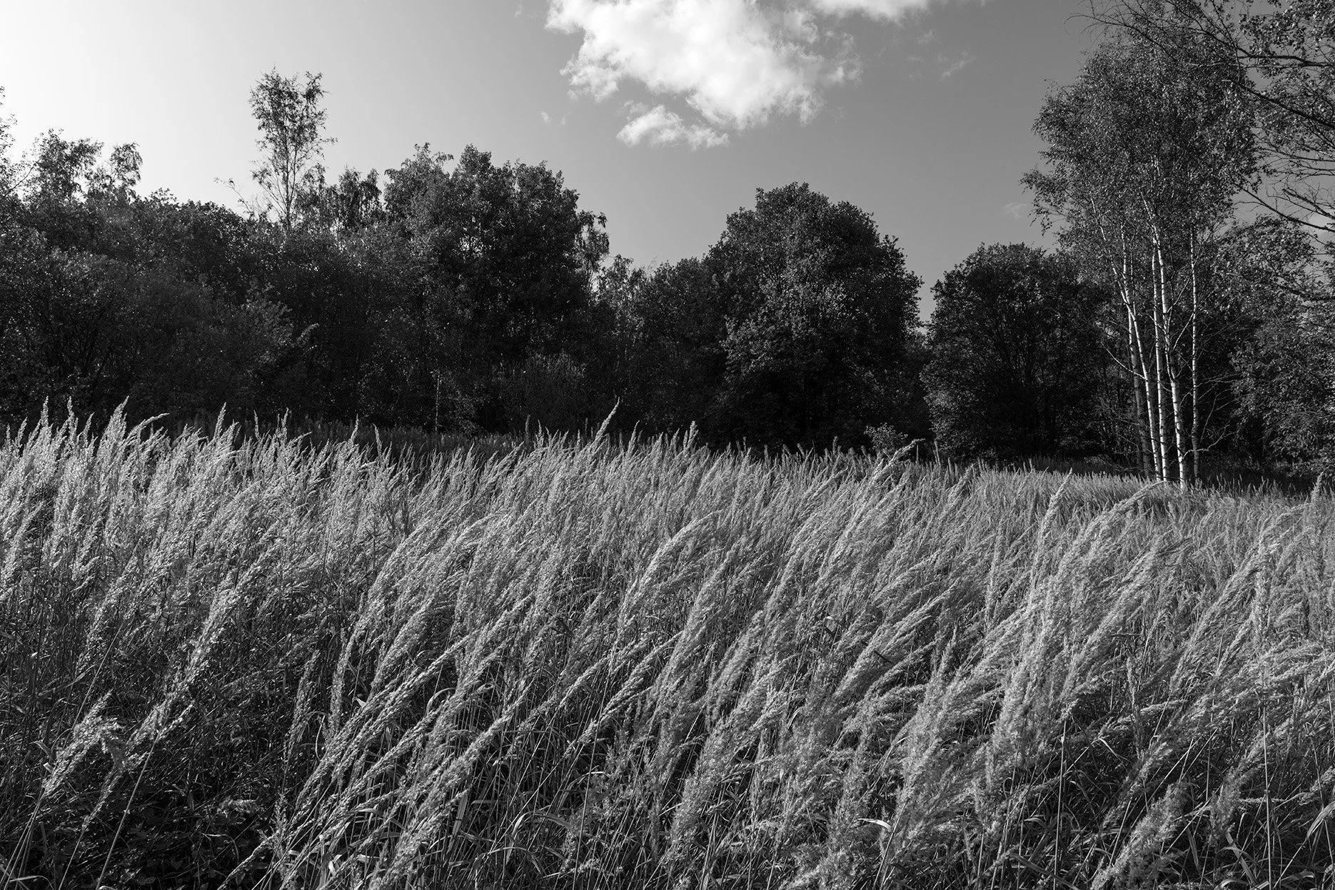 Hanne Larsen_eng.jpg