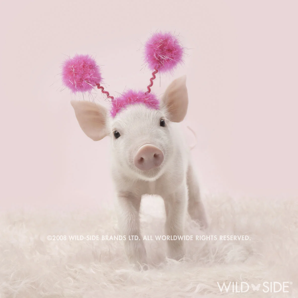 Collection: In The Pink! Code: WS-PG-0112
