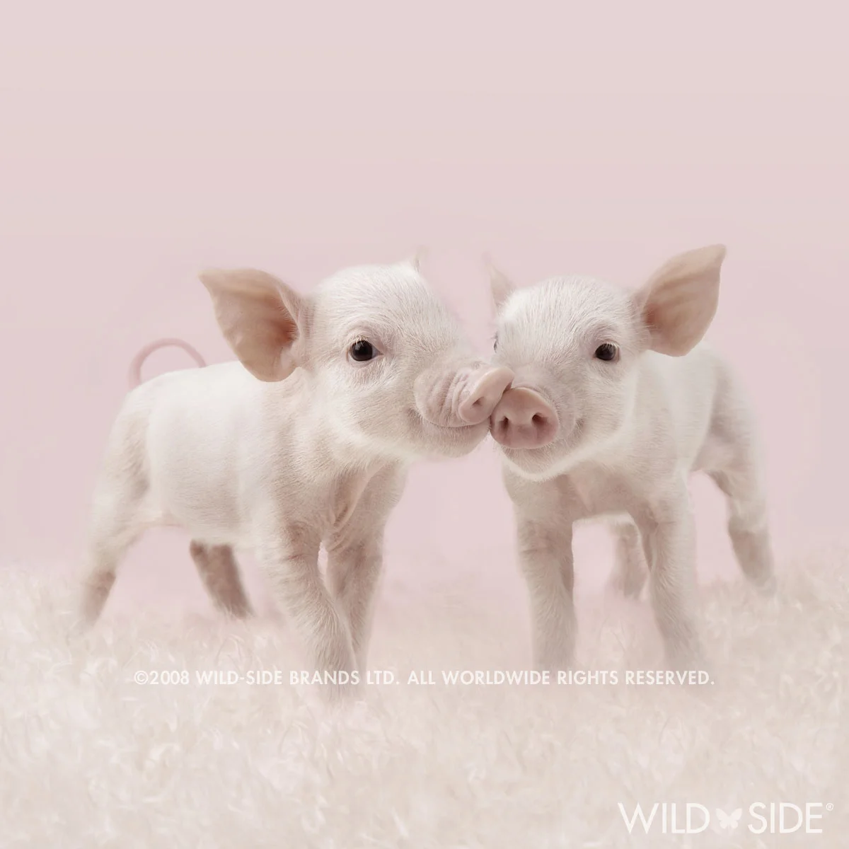 Collection: In The Pink! Code: WS-PG-0129