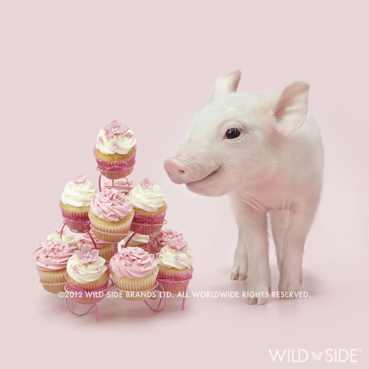 Collection: In The Pink! Code: WS-PG-0510