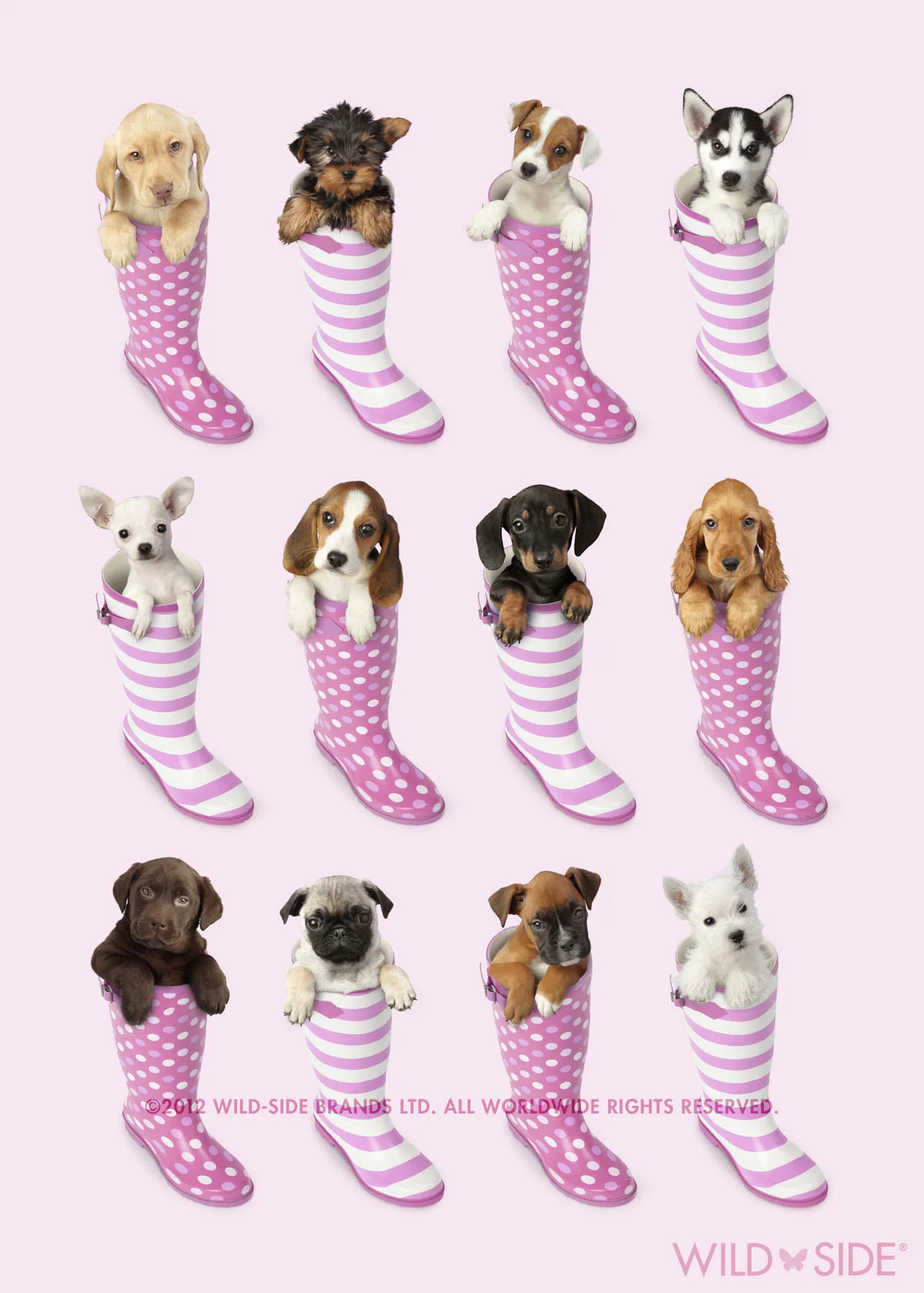 Collection: Assorted Animals Code: WS-DG-0403-P