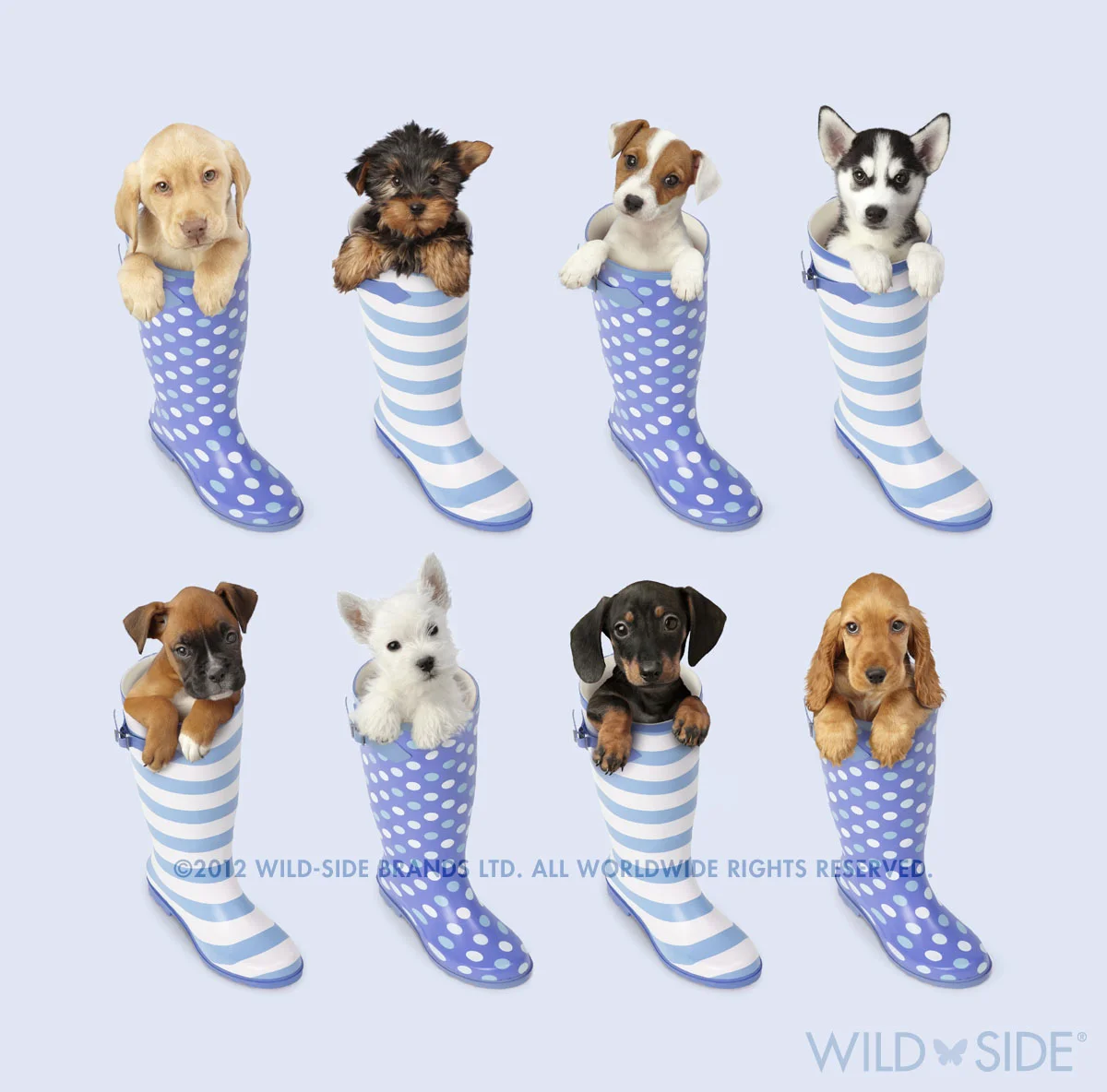 Collection: Assorted Animals Code: WS-DG-0404-B