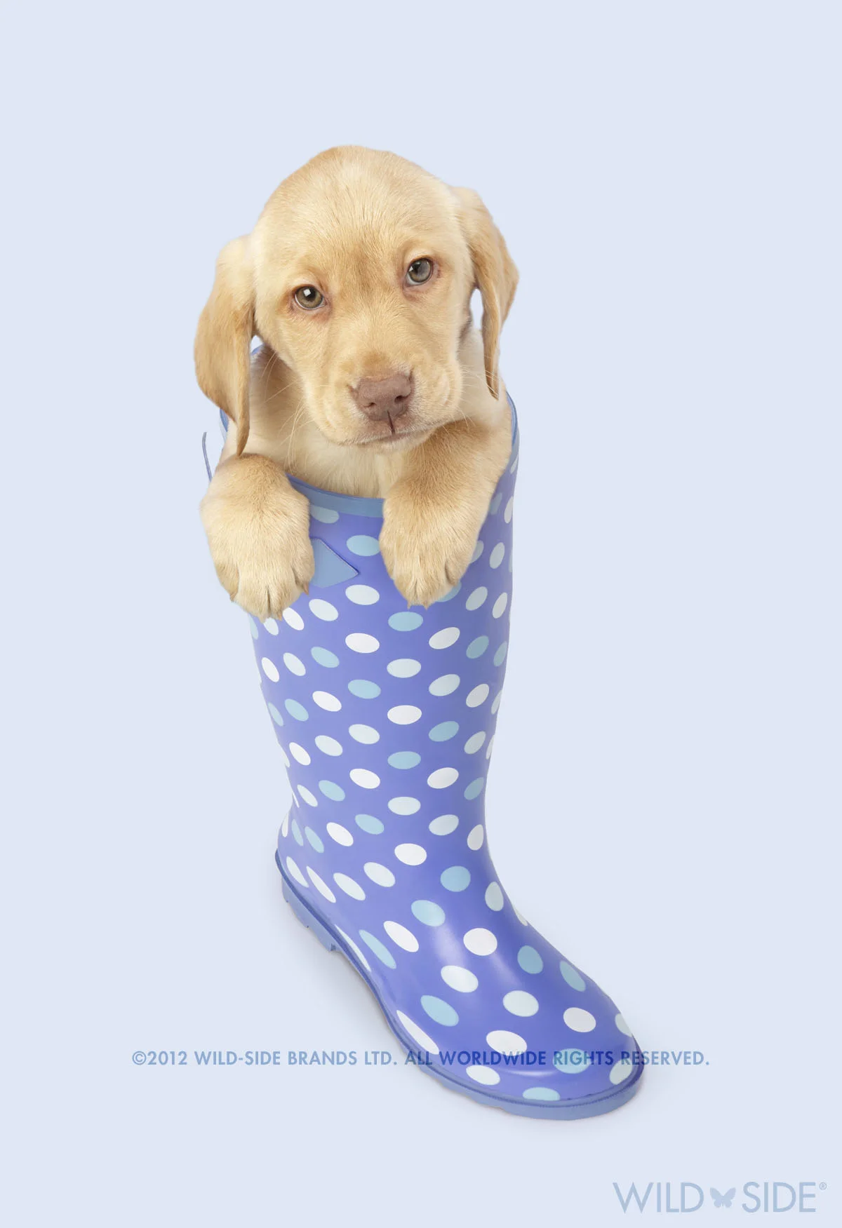 Collection: Assorted Animals Code: WS-DG-0407-B