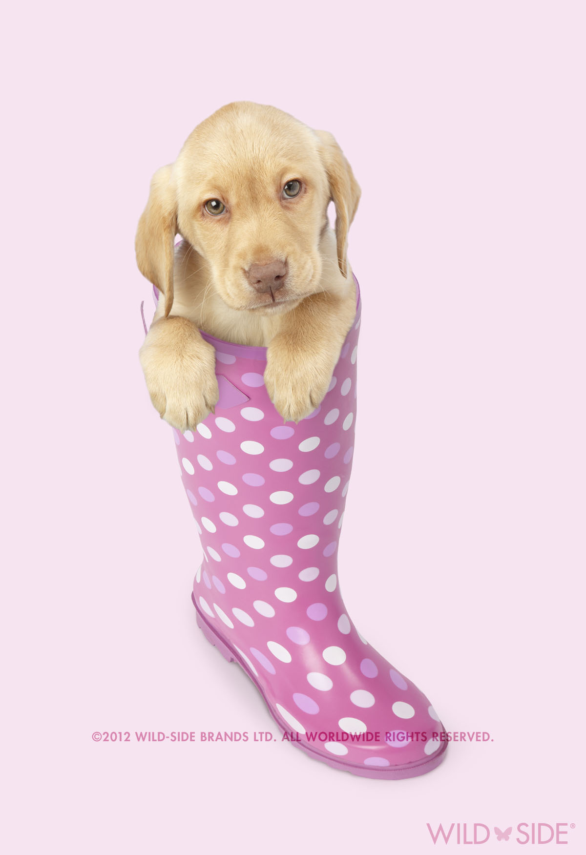 Collection: Assorted Animals Code: WS-DG-0407-P
