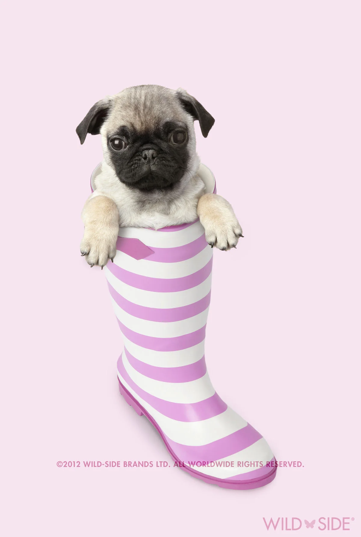 Collection: Assorted Animals Code: WS-DG-0408-P