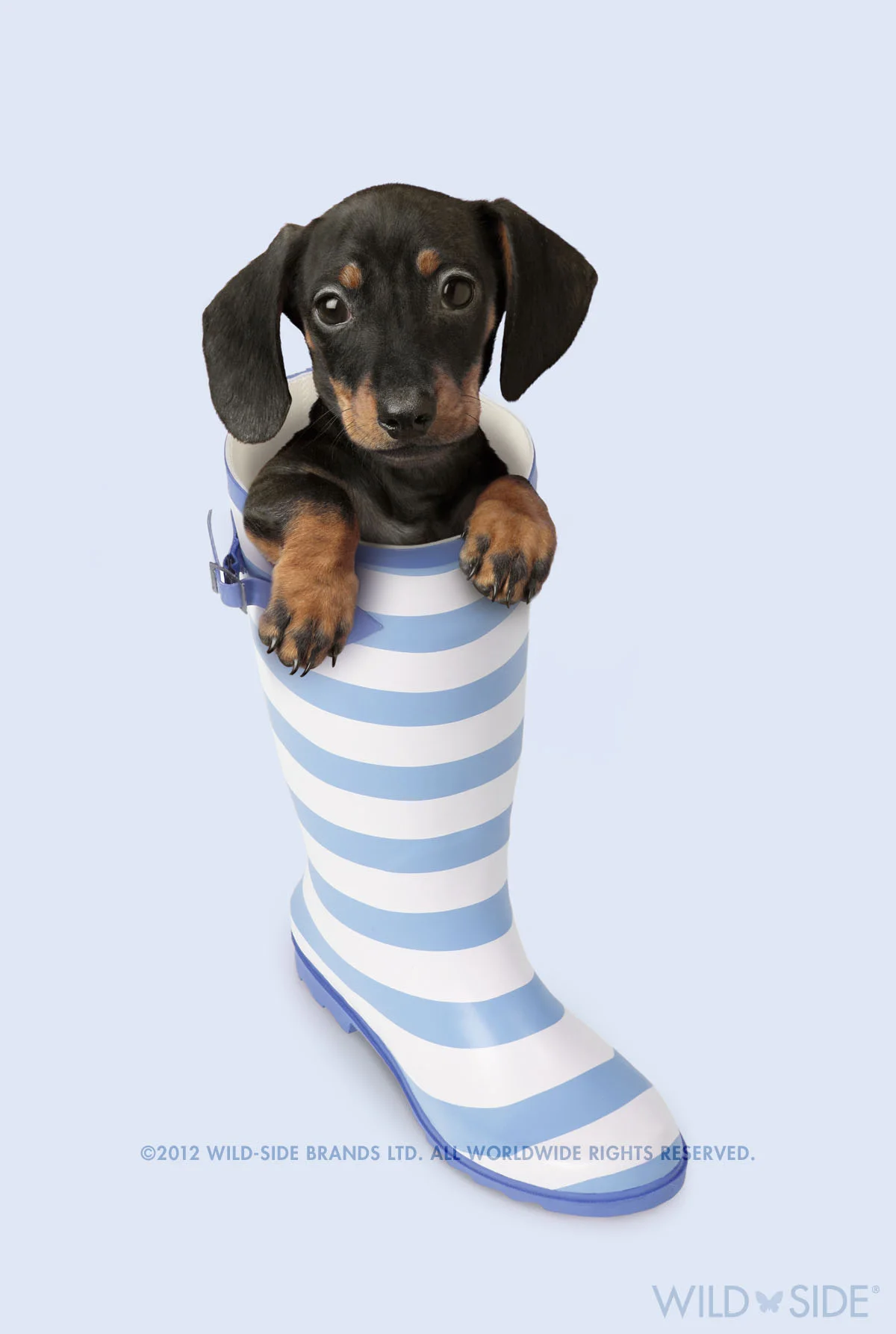 Collection: Assorted Animals Code: WS-DG-0410-B