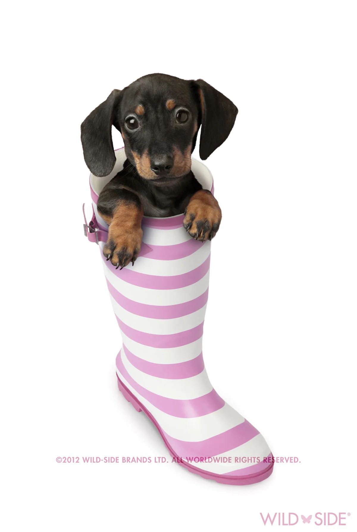 Collection: Assorted Animals Code: WS-DG-0410-W