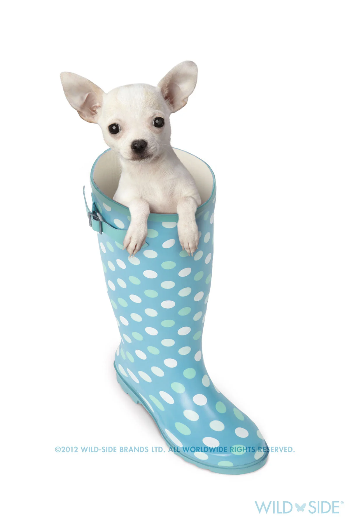 Collection: Assorted Animals Code: WS-DG-0411-W