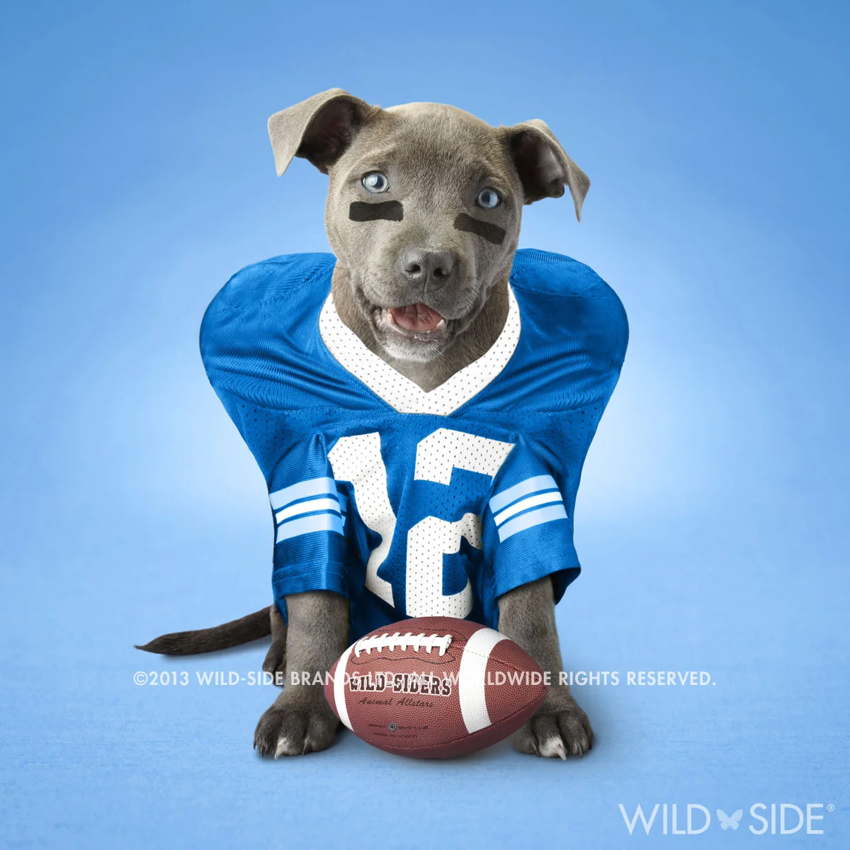 "BLU" Collection: Pet Stars Code: WS-PS-0108