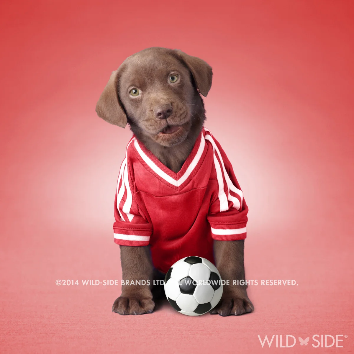 "THEO" Collection: Pet Stars Code: WS-PS-0117-RED