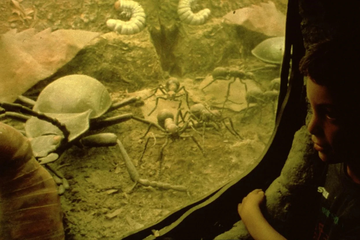 The forest floor diorama, with ground beetle, ants, earthworm and cockchafer grubs
