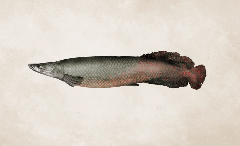 Arapaima gigas