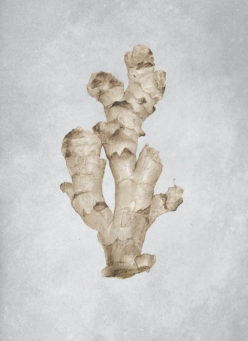 Ginger