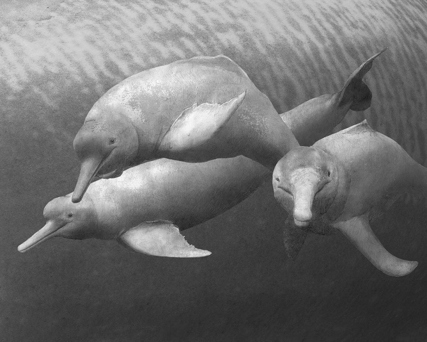 Amazon River Dolphins