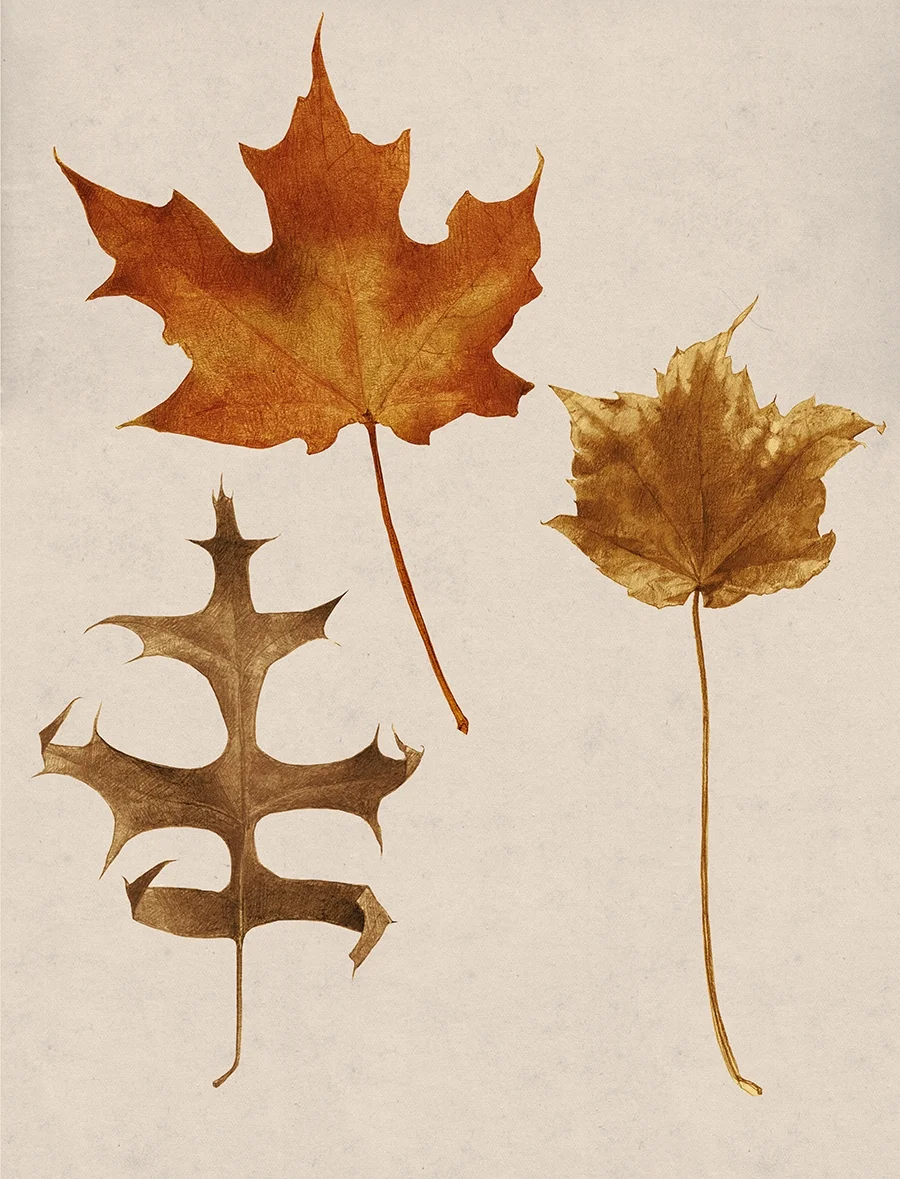 Autumn Leaves, Hoboken