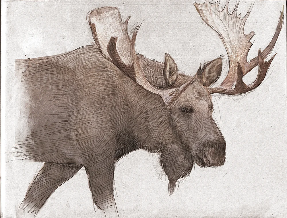 Moose
