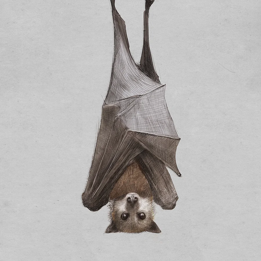 Flying Fox