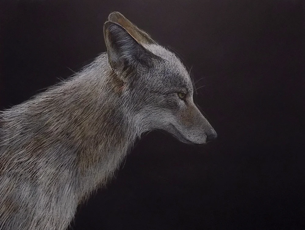 I, Coyote