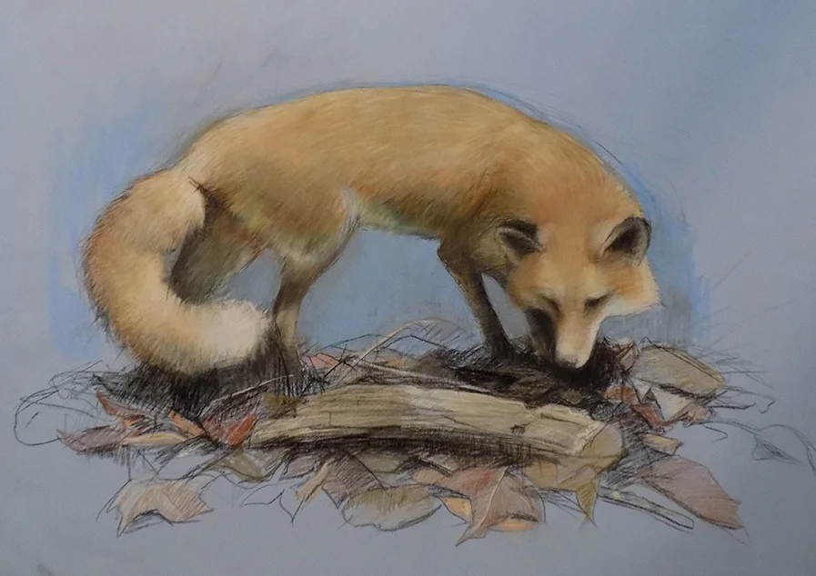 Red Fox