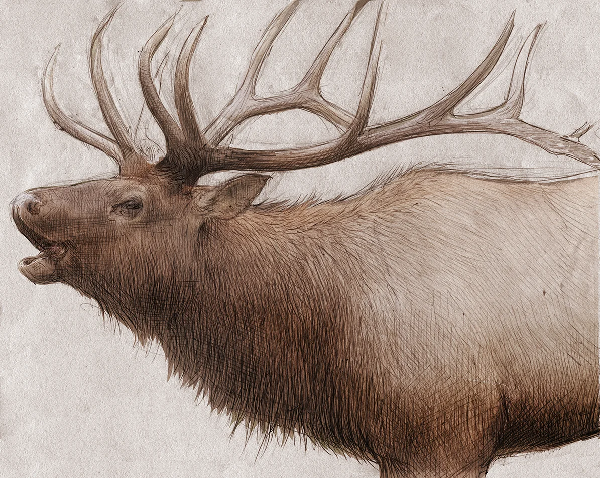 Bugling Elk