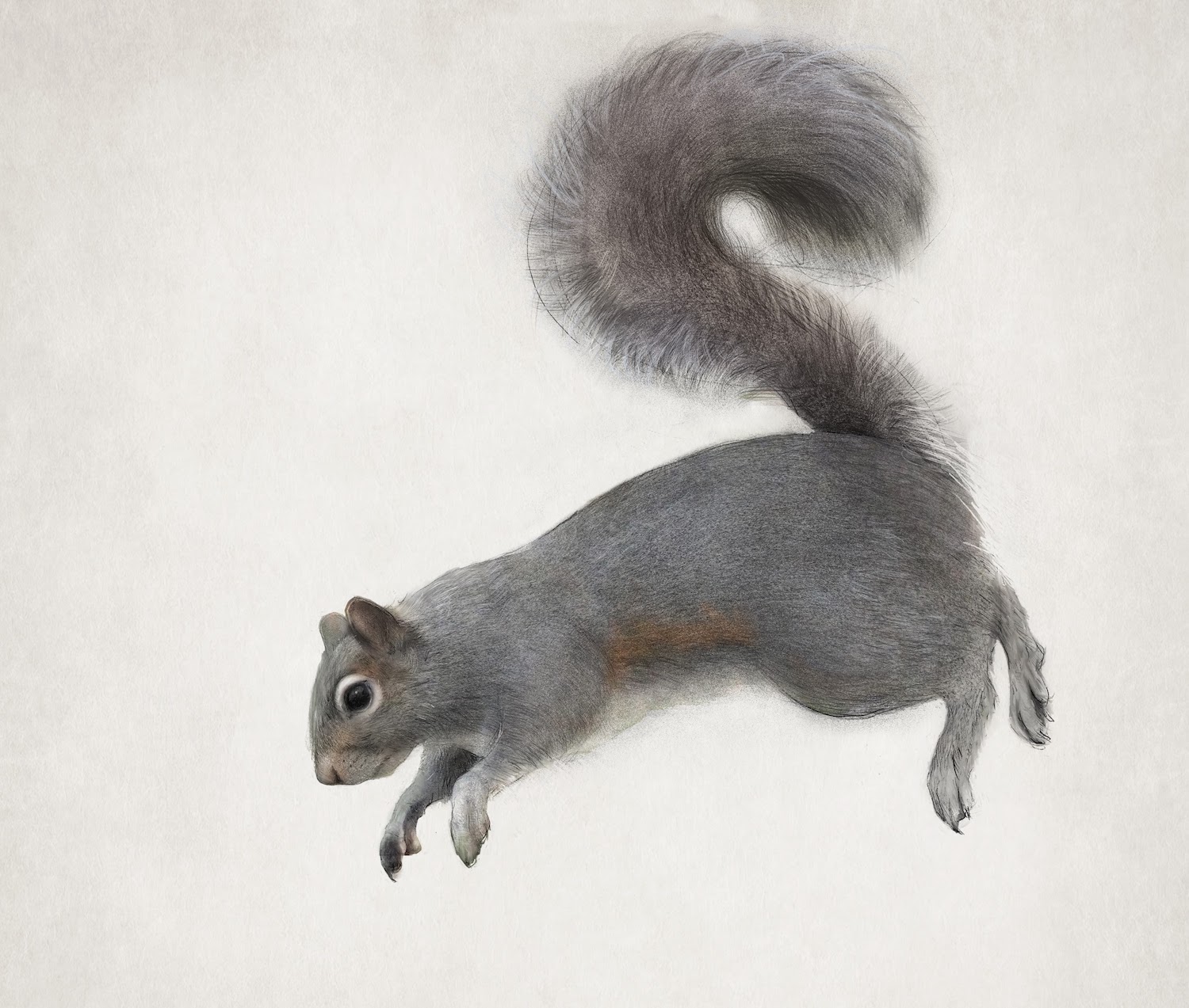 Grey Squirrel