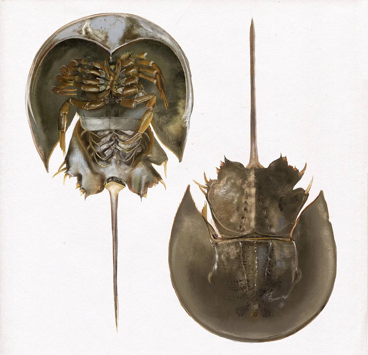 Horseshoe Crab.jpg