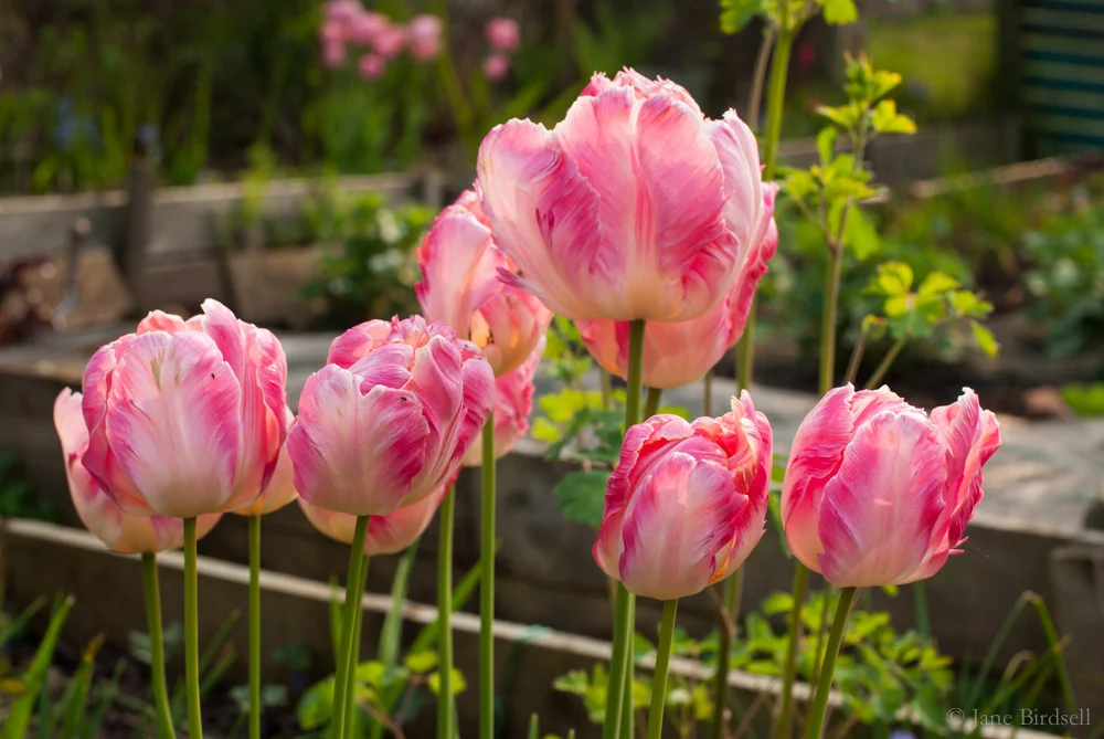 Tulip ‘Apricot Parrot '