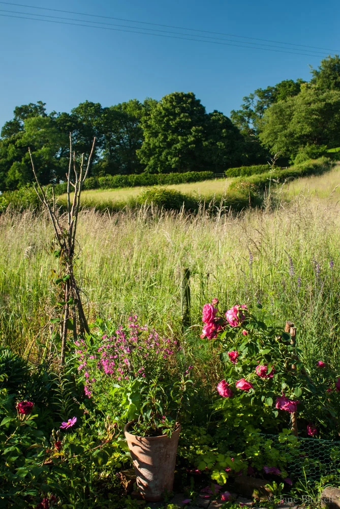 View from the patio into the hayfield, June