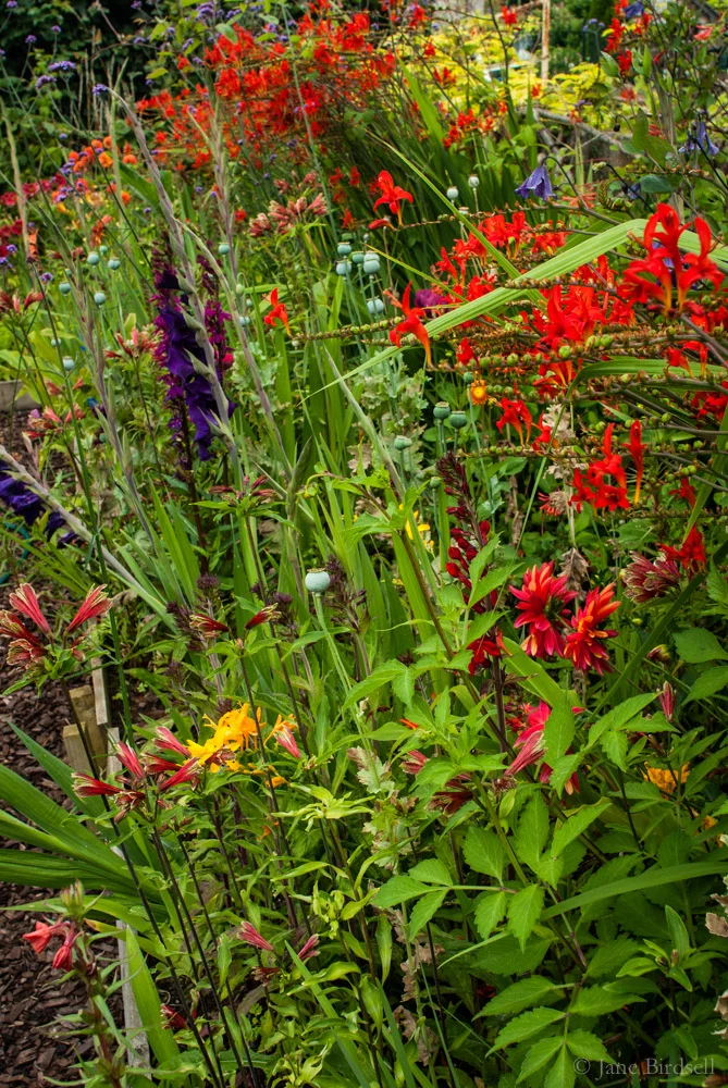 The exotic bed in August